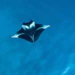 Nusa Penida: Snorkeling 3 Spots with GoPro & Kayak Mangroves - The Itinerary Breakdown