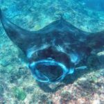 Nusa Penida: Snorkeling Tour with Manta Rays and Turtles - The Starting Point and Logistics