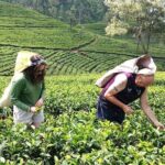 Nuwara Eliya 2 Tea Factory Tea Test &Pick 2 Waterfalls Nature Day - Who Is This Tour Best For?