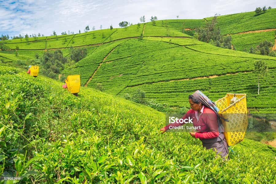 Nuwara Eliya: Ambuluwawa Tower Tuk-Tuk Ride with Driver - Practical Details and Value