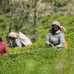 Nuwara Eliya Highlights: Tea, Coffee & Waterfalls - In-Depth Breakdown of the Itinerary