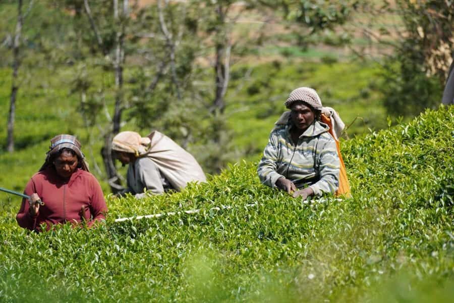 Nuwara Eliya Highlights: Tea, Coffee & Waterfalls - In-Depth Breakdown of the Itinerary