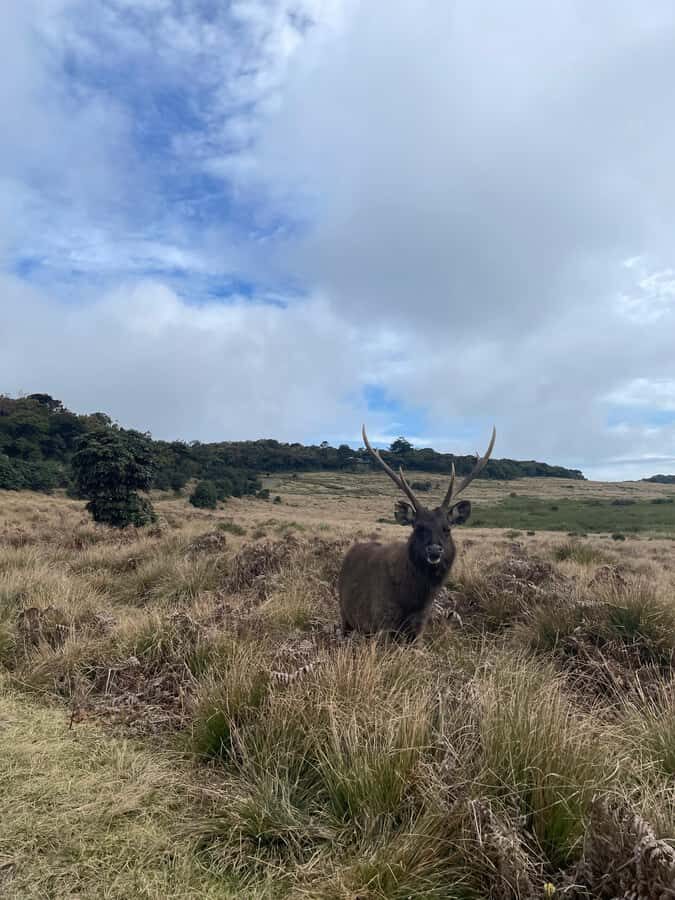 Nuwara Eliya: Horton Plains Guided Hike with Lunch - Detailed Breakdown of the Itinerary