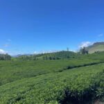 Nuwara Eliya Tea Plantation Hike with Village & Waterfall - Why This Tour Works Well