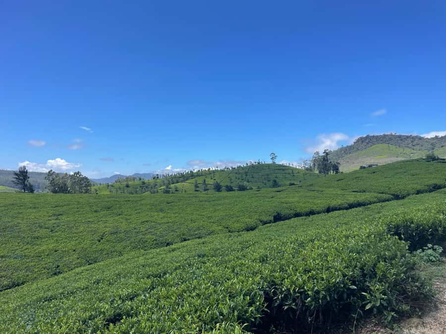 Nuwara Eliya Tea Plantation Hike with Village & Waterfall - Why This Tour Works Well
