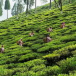 Offbeat Travel (7 Point). - Who Should Consider This Tour?