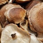 Oita: Shiitake Mushroom Farm Tour & Tasting - Authenticity and Traveler Feedback