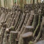 Oita: Shiitake Mushroom Farm Tour & Tasting - Why This Experience Stands Out