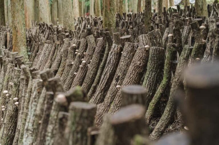 Oita: Shiitake Mushroom Farm Tour & Tasting - Why This Experience Stands Out