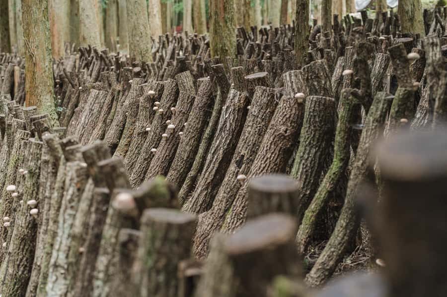 Oita: Shiitake Mushroom Farm Tour & Tasting - Why This Experience Stands Out