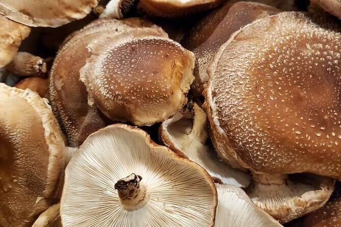 Oita: Shiitake Mushroom Farm Tour & Tasting - Authenticity and Traveler Feedback