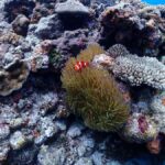 Okinawa: Boat Fun Diving at Minna, Sesoko or Motobu - Why This Tour Works Well