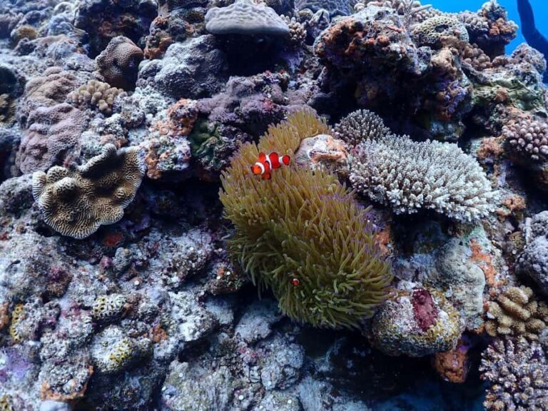 Okinawa: Boat Fun Diving at Minna, Sesoko or Motobu - Why This Tour Works Well