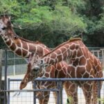 Okinawa City: Zoo and Museum Guided Tour with Transfer - What to Expect from the Okinawa Zoo and Museum Tour