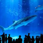 Okinawa Hip-hop Bus B - 2 Course Tour (Okinawa Churaumi Aquarium) - FAQ