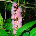 Okinawa Ishigaki Sagaribana Watching Tour June to August only - The Experience: What to Expect