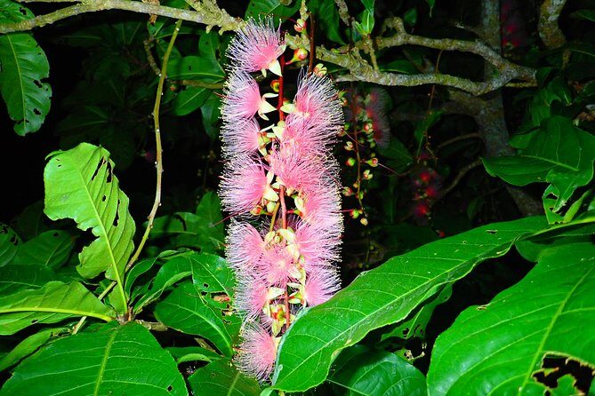 Okinawa Ishigaki Sagaribana Watching Tour June to August only - The Experience: What to Expect