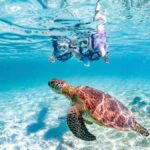 Okinawa Miyakojima: Snorkel Tour with Sea Turtle & Nemo - What the Itinerary Looks Like