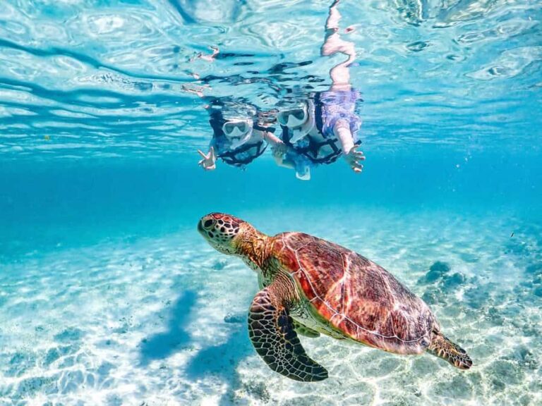 Okinawa Miyakojima: Snorkel Tour with Sea Turtle & Nemo - What the Itinerary Looks Like