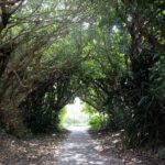 Okinawa: Sacred Island Tour to Kudakas Ryukyuan Holy Sites - Practical Details and Tips