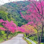 Okinawa: Yaedake Cherry Blossom Festival Private Trip - The Fine Points: Transportation, Timing, and Group Size