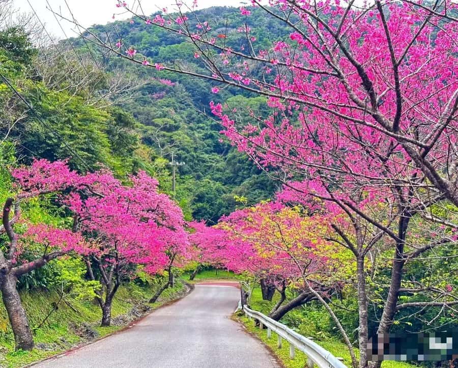 Okinawa: Yaedake Cherry Blossom Festival Private Trip - The Fine Points: Transportation, Timing, and Group Size