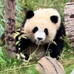 One Day Chengdu Itinerary Panda and Buddha Adventure - Local Sichuan Cuisine: A Flavorful Lunch