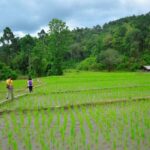 One day hiking tour in Chaing Mai - Authenticity and Value: Why This Tour Works
