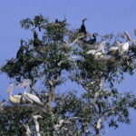 One Day Private Guide Tour to Prek Toal Biosphere - All Inclusive - A Closer Look at the Itinerary and Experience