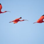 One Day Safari Tour to Bundala National Park from Colombo - The Sum Up