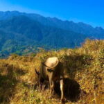 One Day Sapa Trekking - Detailed Breakdown of the Itinerary