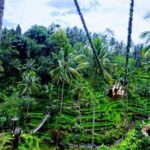 One Day Tour Tegalalang Rice Terrace And Gunung Kawi Temple - Practical Details and What You Should Know