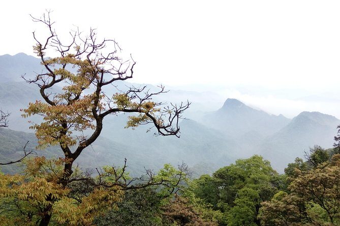 One Day Trip to Panda Base and Taoist Mt Qingcheng - Who Would Benefit Most?