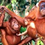 Orang Utan Island Day Tour (Private) - FAQ