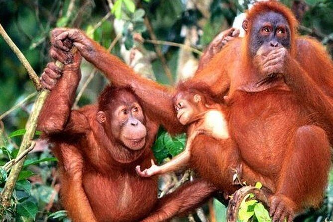 Orang Utan Island Day Tour (Private) - FAQ