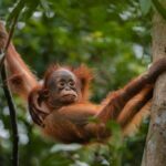 OrangUtan Borneo Pangkalan Bun 3Days Jungle Cruise Adventure - Detailed Review of the 3-Day Jungle Cruise Adventure