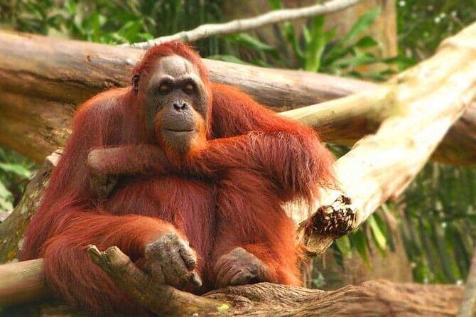 Orangutan Island & Perak Tong Cave Temple Tour from Kuala Lumpur - Discovering the Cultural Gem: Perak Tong Cave Temple