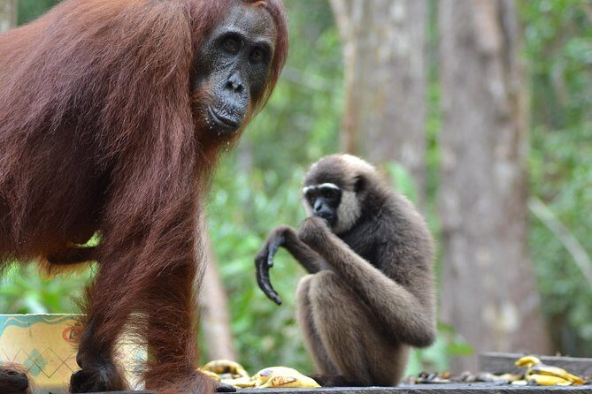 Orangutan Tanjung Puting Day Trip - Practical Details and Value
