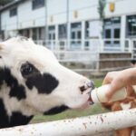 Osaka: Awaji Island One-Day - The Value of This Tour