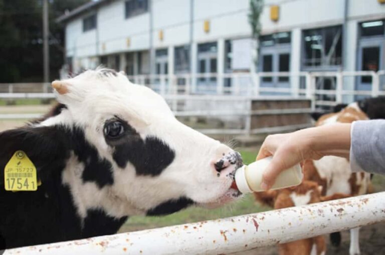 Osaka: Awaji Island One-Day - The Value of This Tour