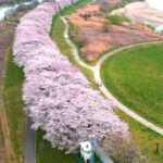 Osaka: Cherry Blossoms Tunnel & Uji day trip in small group - An In-Depth Look at the Tour Experience