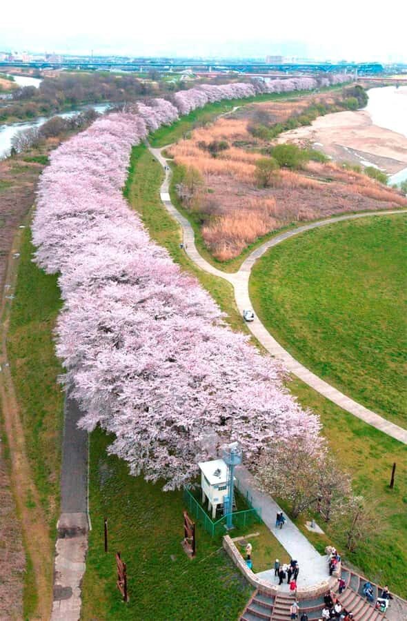 Osaka: Cherry Blossoms Tunnel & Uji day trip in small group - An In-Depth Look at the Tour Experience