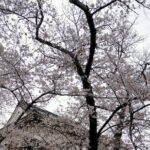 Osaka City Walking Tour - Who Is This Tour Best For?