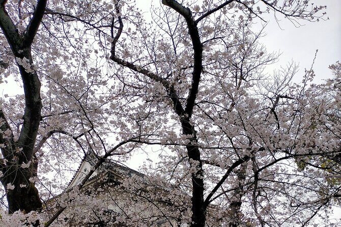 Osaka City Walking Tour - Who Is This Tour Best For?