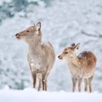 Osaka: Kyoto and Nara Day Tour with 7 to 9 Must-See Spots - Exploring the Itinerary