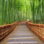 Osaka/Kyoto : Private Kyoto & Nara Customised Day Trip - An In-Depth Look at the Experience