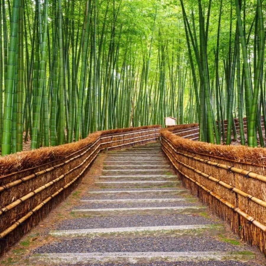 Osaka/Kyoto : Private Kyoto & Nara Customised Day Trip - An In-Depth Look at the Experience