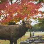 Osaka: Osaka /Nara Customize Day Trip With English Speaking. - Full Review: Your Ultimate Guide to the Osaka & Nara Day Trip