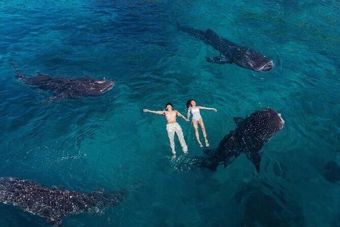 Oslob Whale Shark Snorkeling & Tumalog Falls with Osmeña Peak - Analyzing the Itinerary and Experience