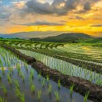 Pa Bong Piang Rice Terraces and Doi Inthanon Seasonal Day Tour - Who Would Love This Tour?